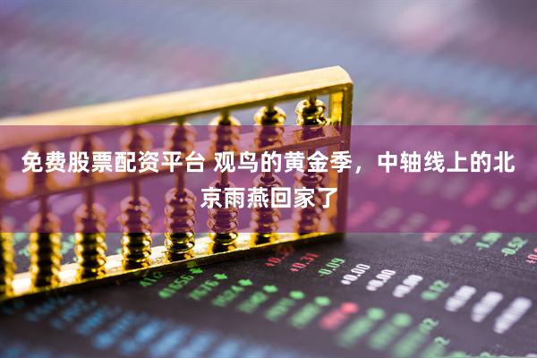 免费股票配资平台 观鸟的黄金季，中轴线上的北京雨燕回家了